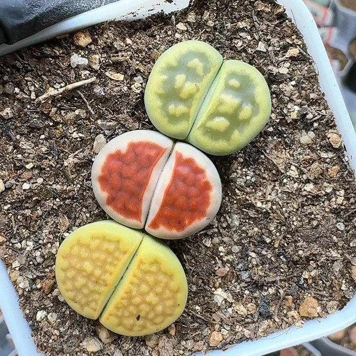 生石花11111111。 307