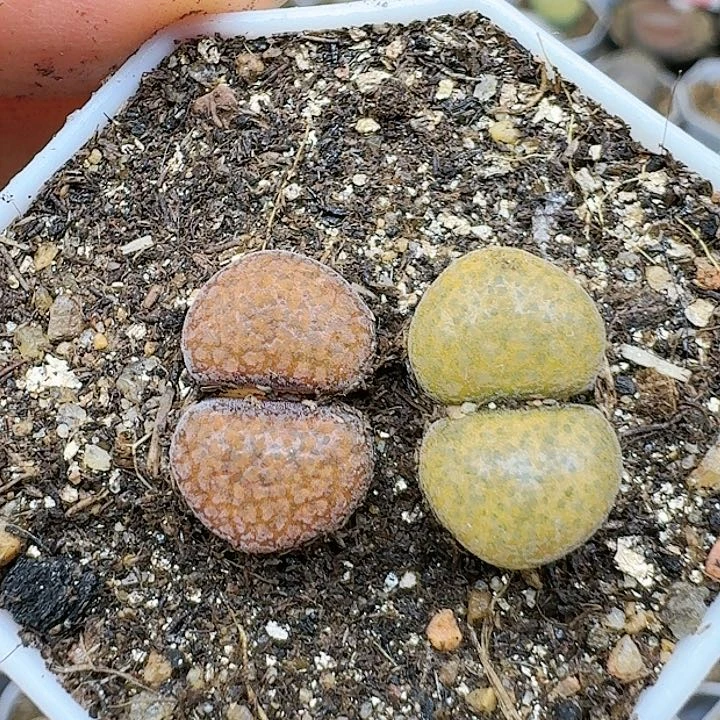 生石花12144   110