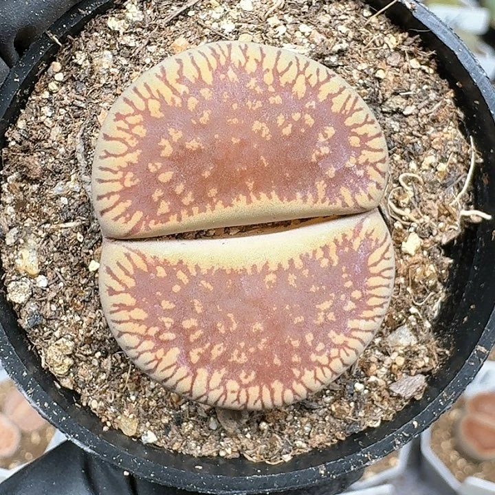生石花1111444   332