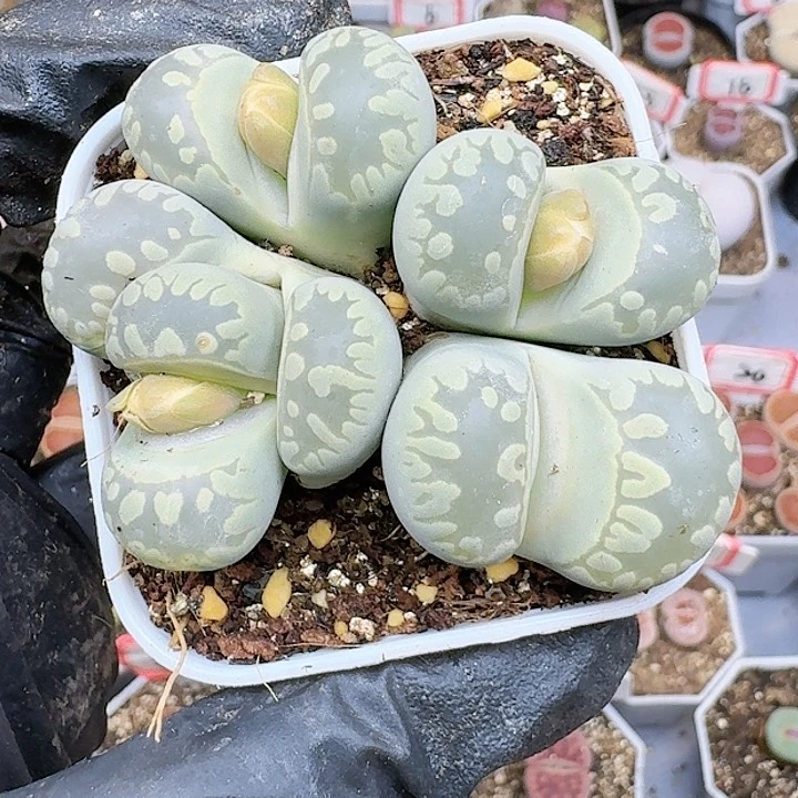 生石花1111144   518