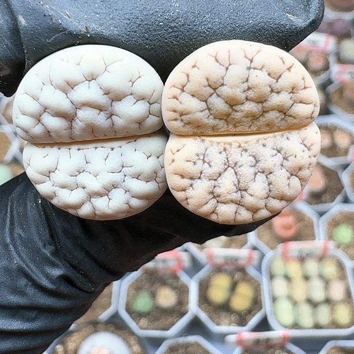 生石花112555。  30