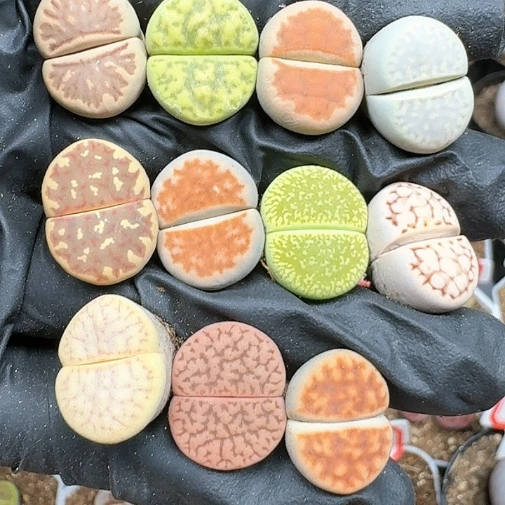 生石花111111 181