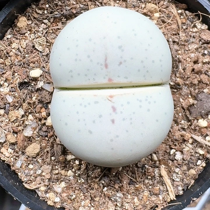 生石花1111141 201