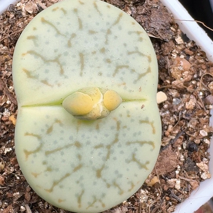 生石花11444 113