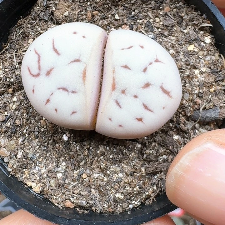 生石花111144   260