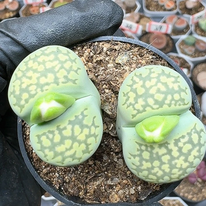 生石花111444。 256