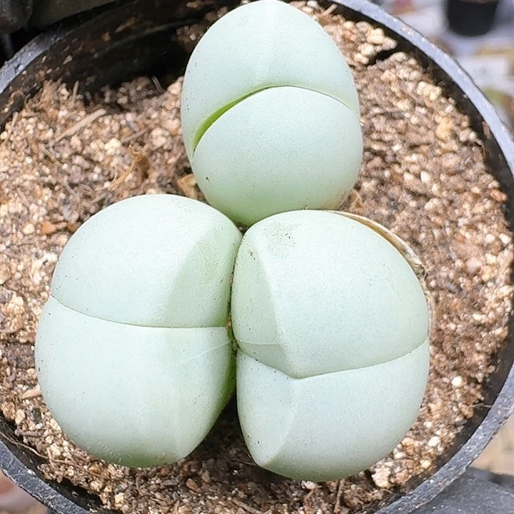 生石花1111144    167