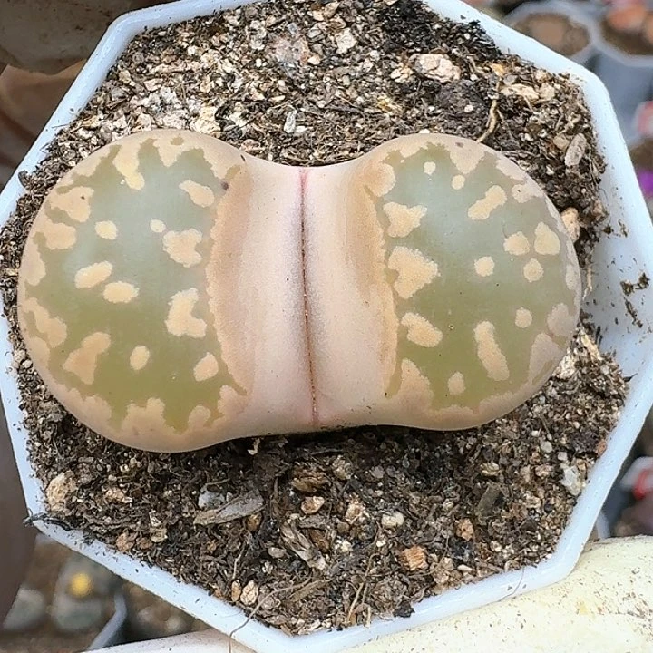 生石花1225555。 138