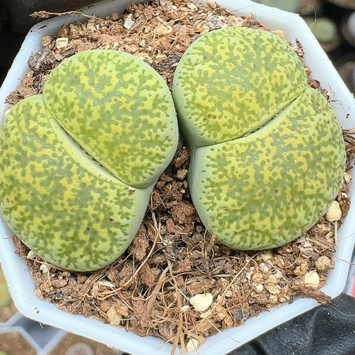 生石花11114   232