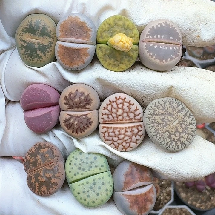 生石花1112211。  230