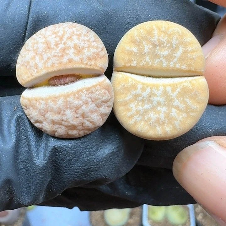 生石花111144    205
