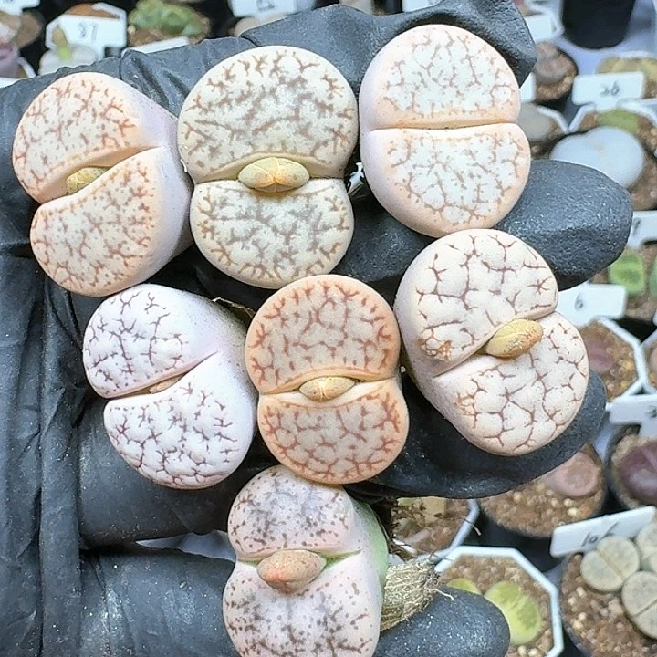 生石花11244   197