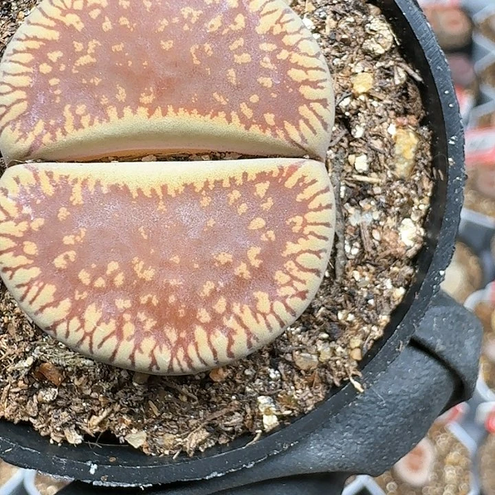 ?**法生石花111144   132