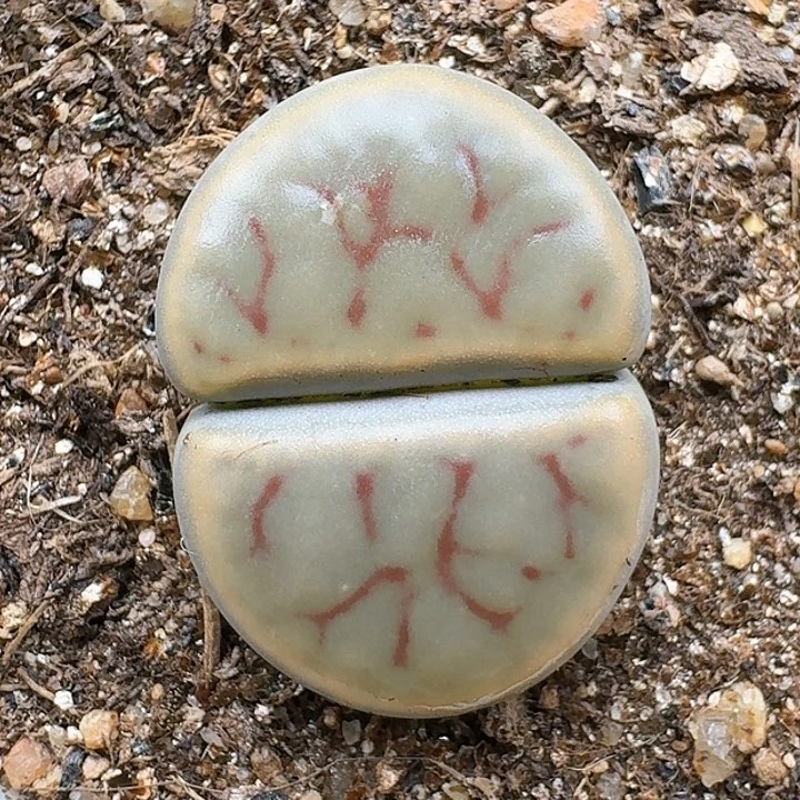 生石花12255。  121