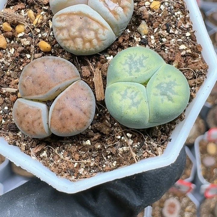 宣*生石花11144   128