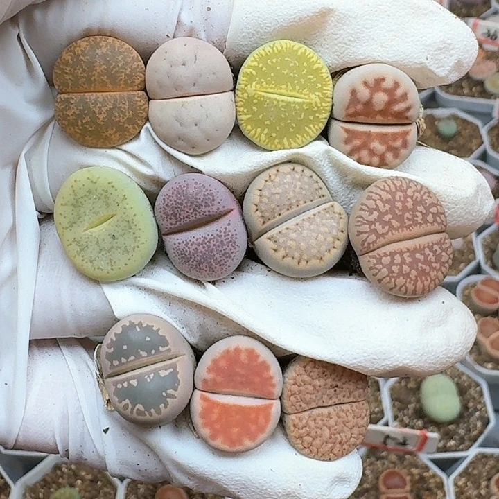 生石花111544。 216