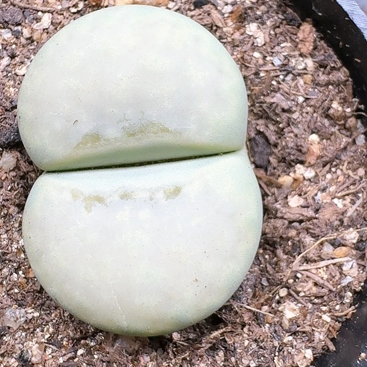 生石花111444   151