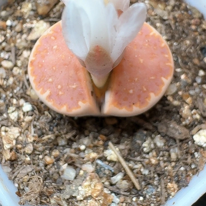 生石花12555。 159