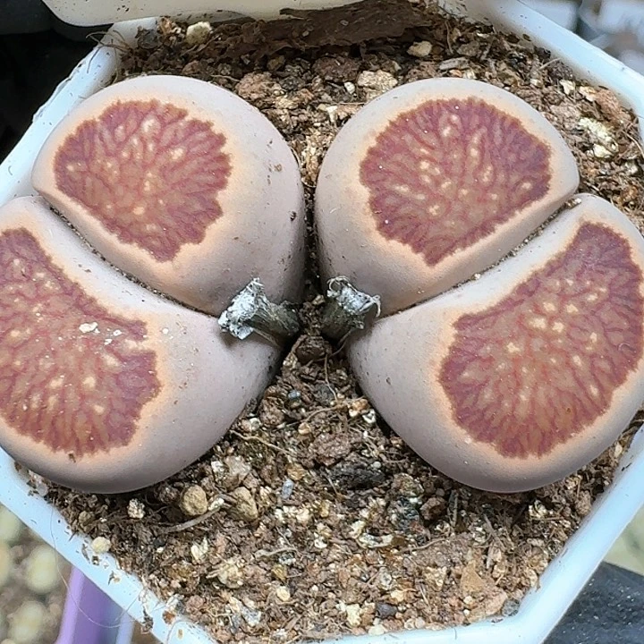 生石花1111   135