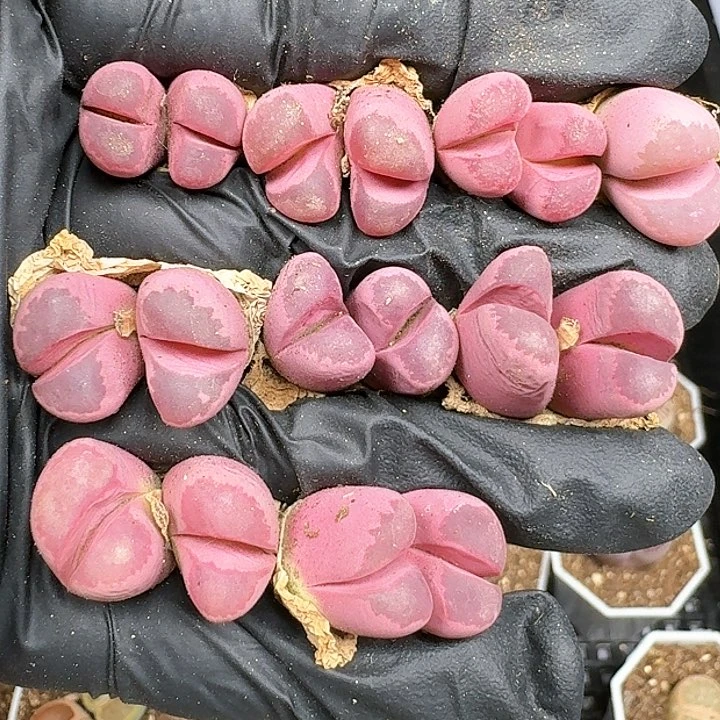 生石花1111444    57