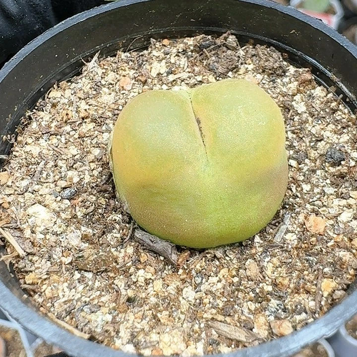 生石花111111   11