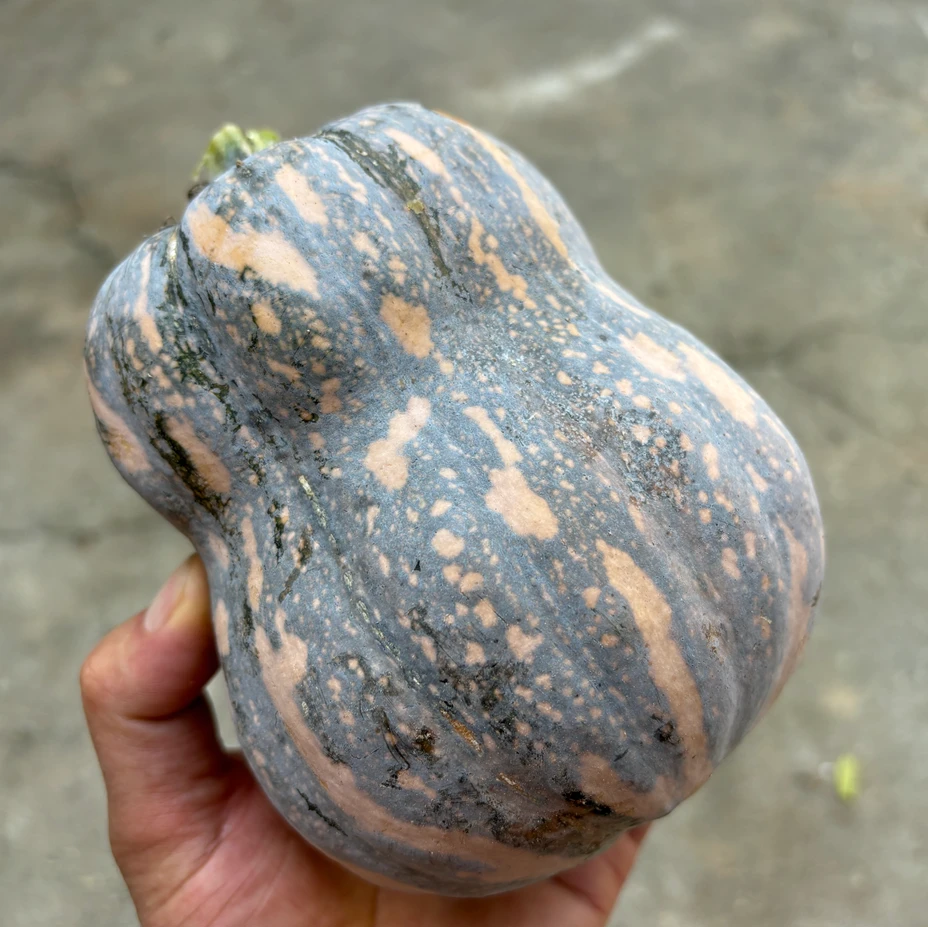 2025年新鲜金香南瓜自家种植贵妃南瓜老品种南瓜4-5斤北瓜葫芦