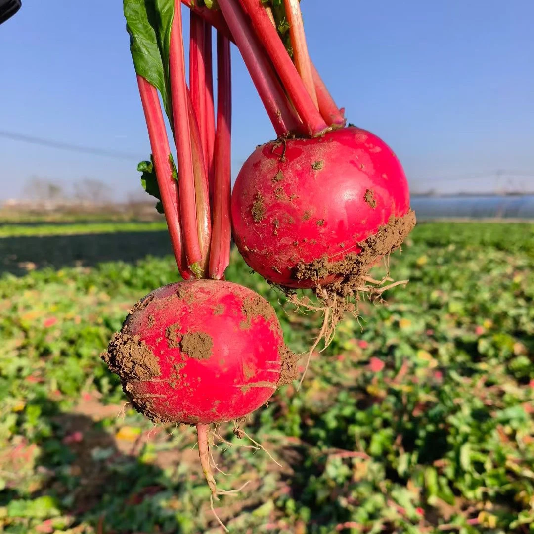 湖北随州正宗安居沙湾红皮萝卜脆萝卜5斤包邮