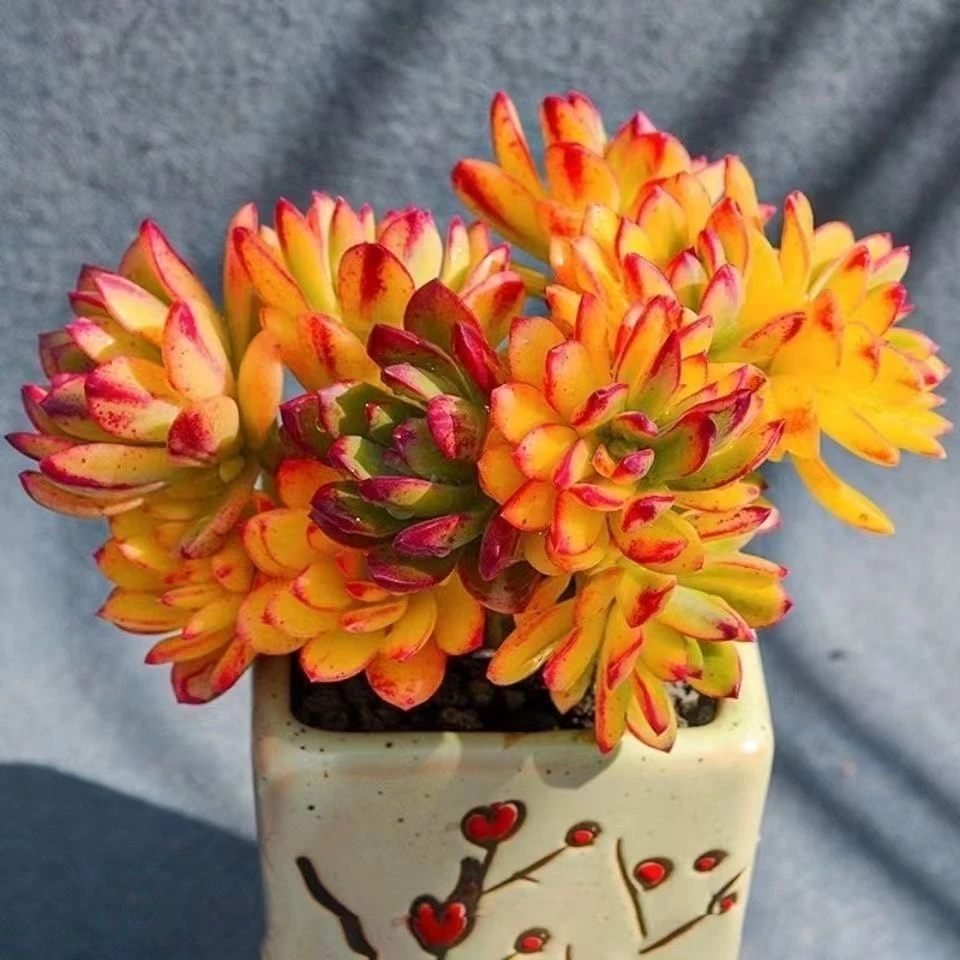 七彩玫瑰(叮当锦)多肉