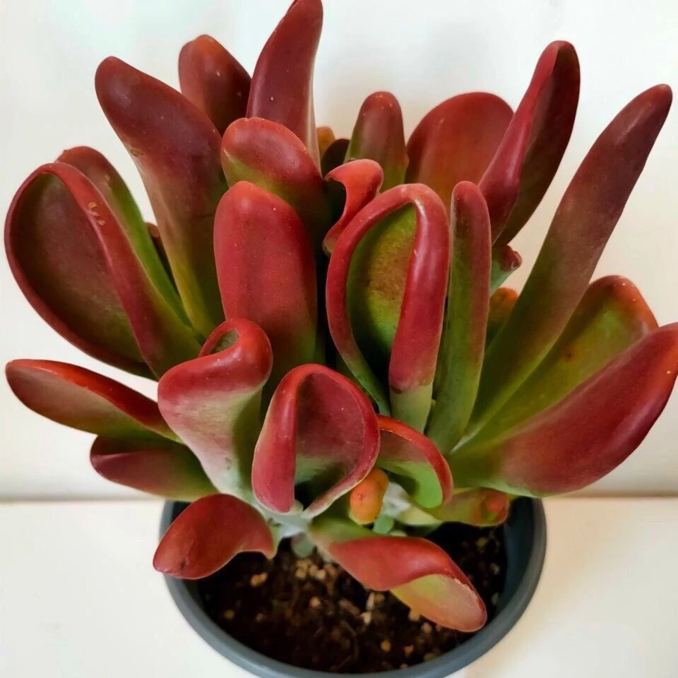 新手好养（火狐狸）兔耳朵多肉