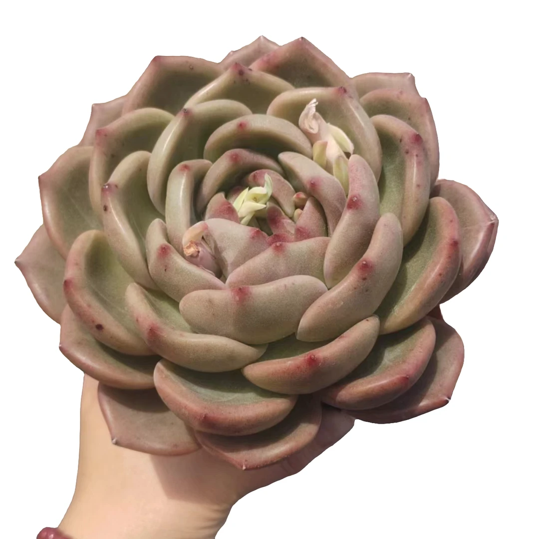 香槟 宝宝多肉 空气上盆发货种植售后自选随机地区