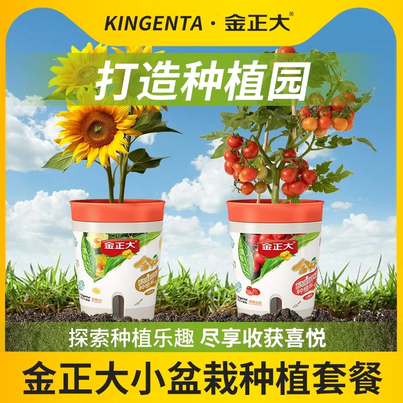 金正大办公室种植小盆栽迷你向日葵番茄养植物生长观察解压学生