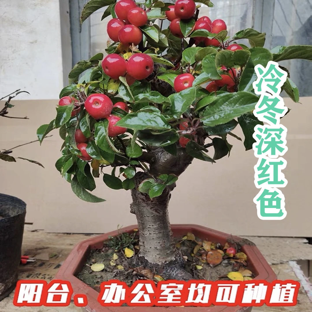 长寿果海棠盆栽老桩耐寒好养南北方阳台庭院种植