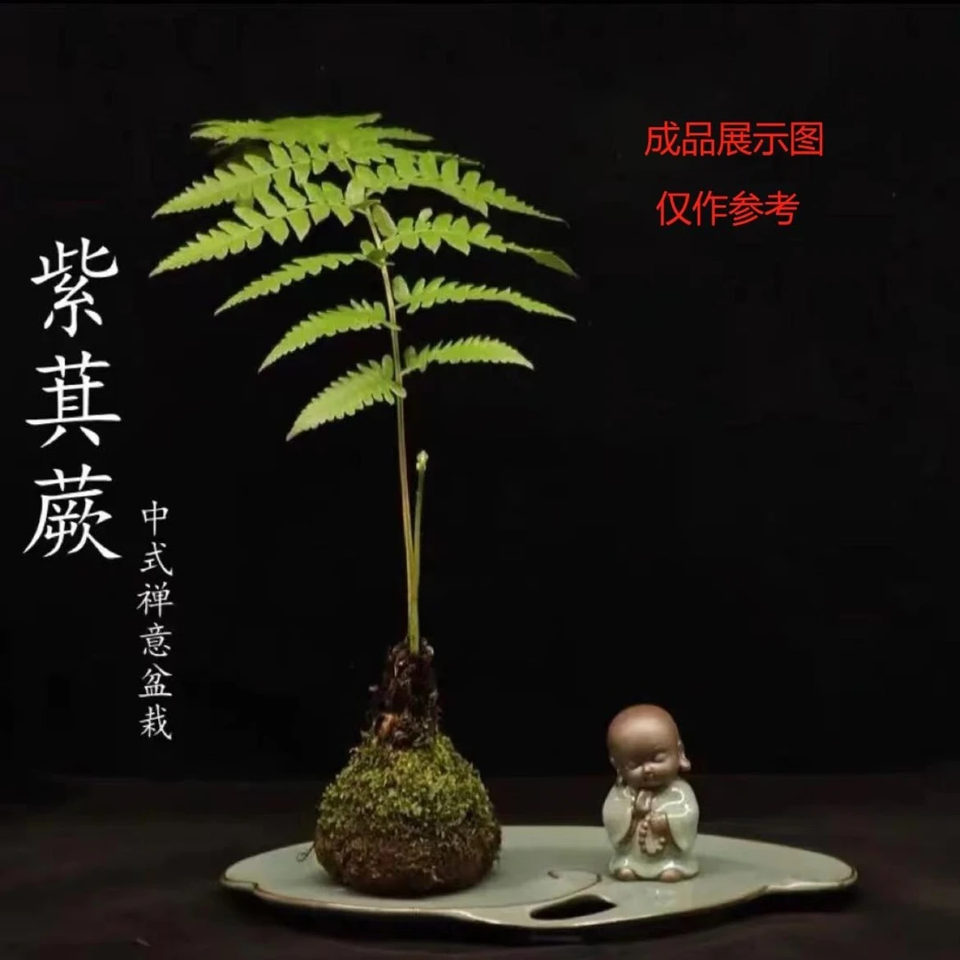 一叶蕨老桩四季常绿植造景禅意盆景(紫萁蕨）美观  盆栽水培植物
