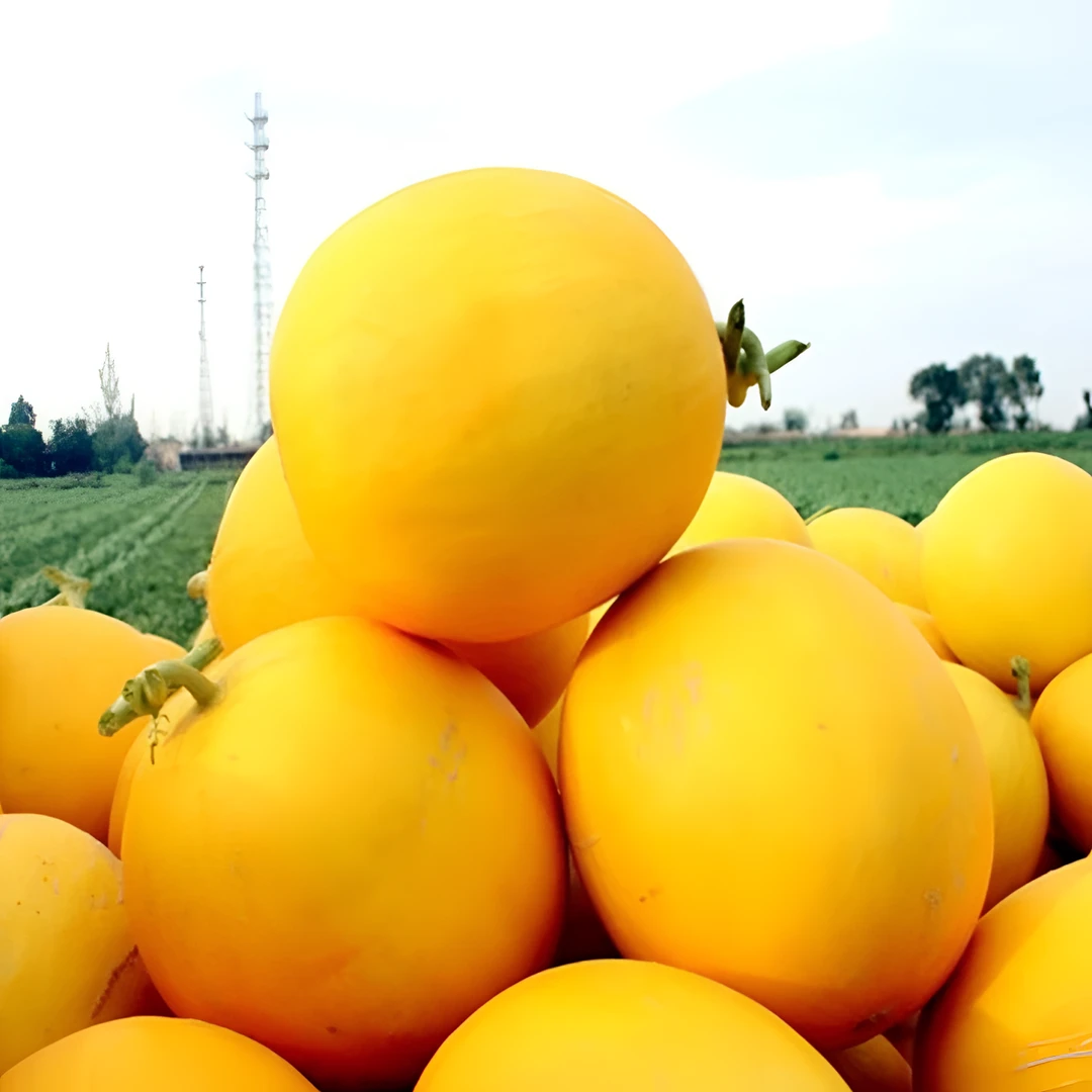 陕西金红宝黄河蜜瓜5斤9斤1斤民勤产地新鲜美味自然种植甜蜜香瓜