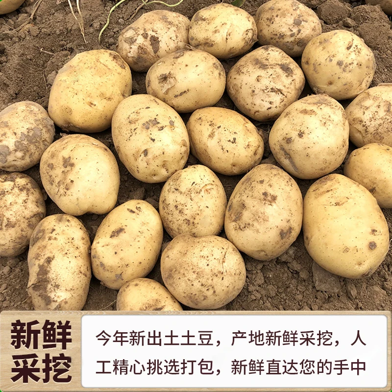 西域美农甘肃定西黄心土豆4.5斤 2024现挖新鲜高原黄皮黄心马铃薯