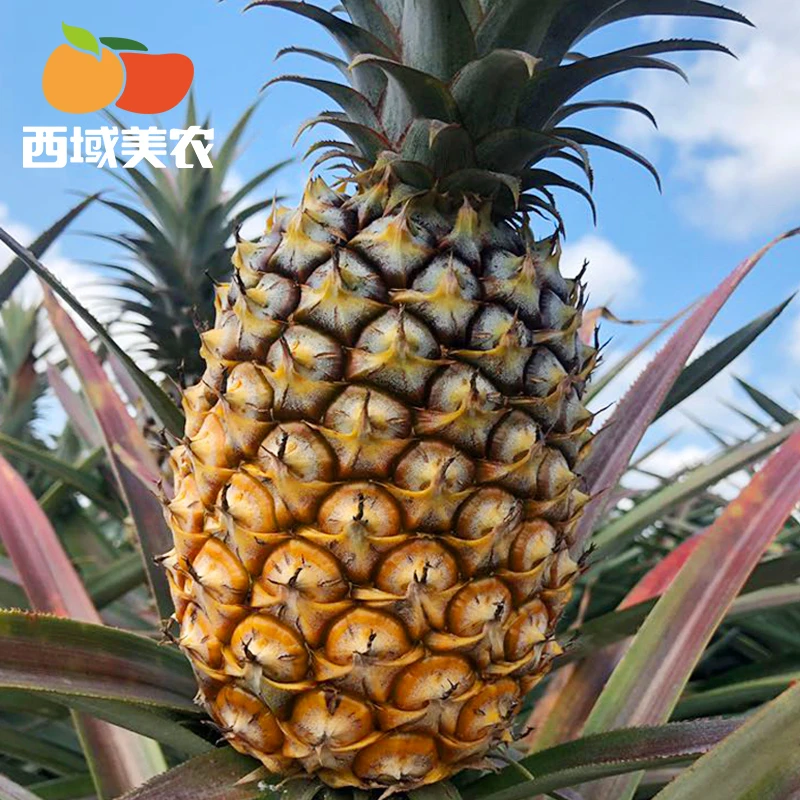 西域美农云南西双版纳阳光牛奶凤梨4-5.5斤 香甜当季新鲜水果
