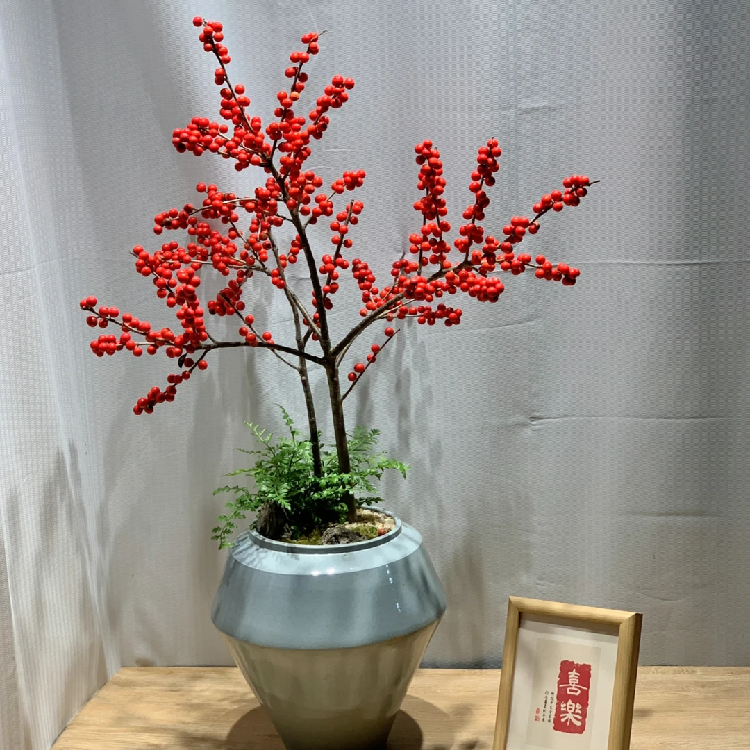 北美冬青花卉 桌摆植物基地直发 客厅 书房 玄关 电视背景墙 喜庆