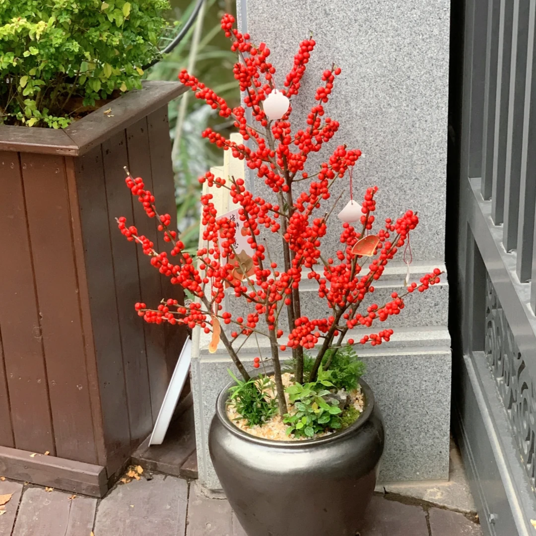 北美冬青喜庆花卉盆栽地栽年宵花耐寒耐热好养庭院阳台搭配种植