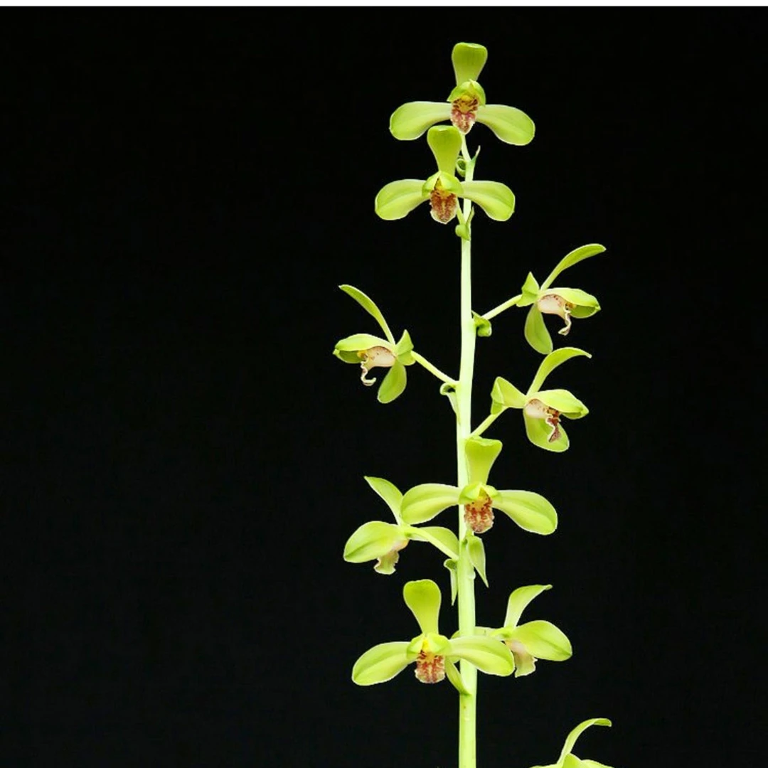 蕙兰老八种名品【大一品】终身包对版 假一赔十