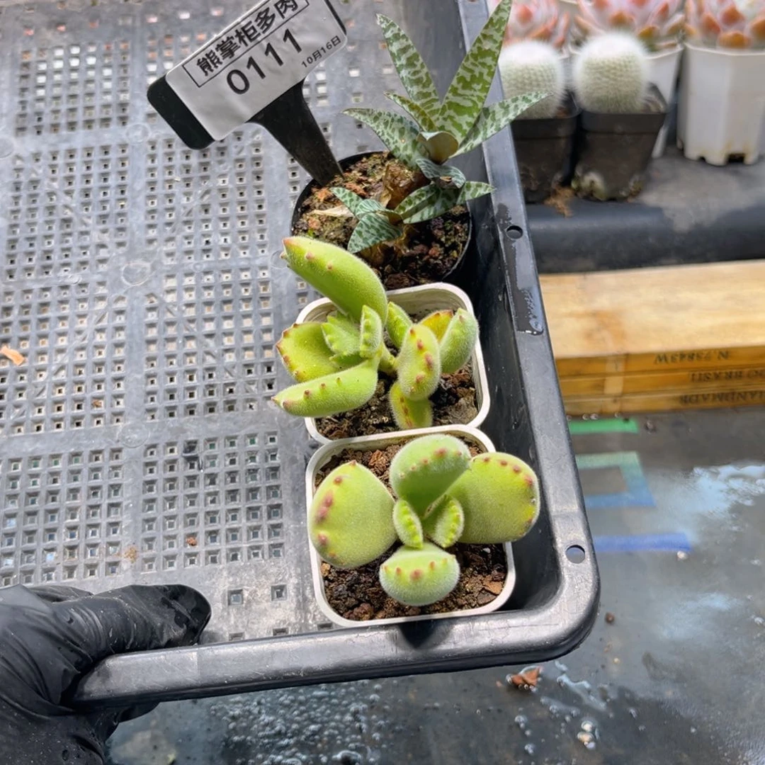 婉****?0111/打包3颗