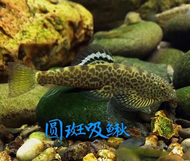 梅州大圆斑拟腹双吸盘吸鳅鱼清洁除藻原生鱼观赏冷水鱼不加温包活