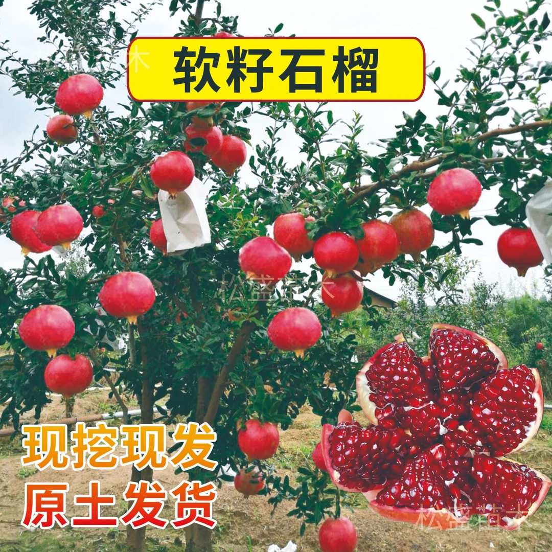 【软籽石榴树】南北方种植 庭院阳台盆栽地栽