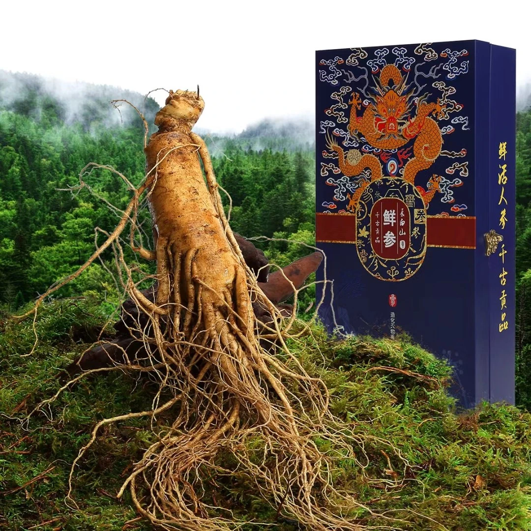 东北人参正宗长白山新鲜现采现挖带土足龄产地直发