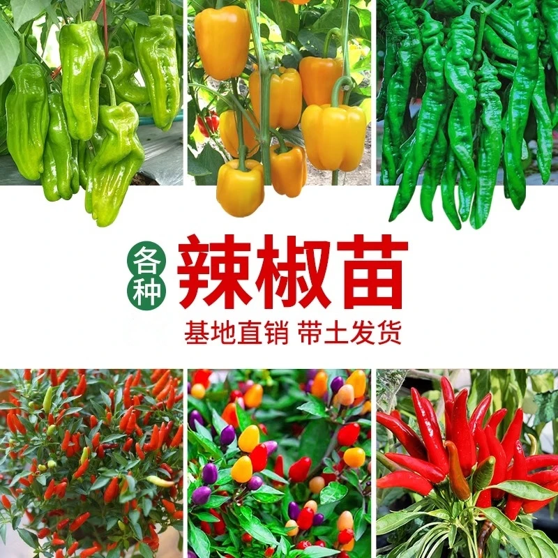 辣椒苗秧苗朝天椒小米辣薄皮美人椒七彩青椒甜椒秧菜苗秧基地直发