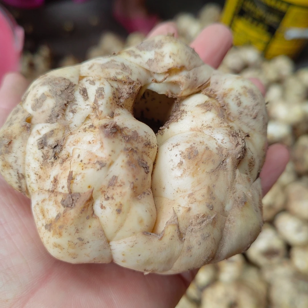 粤北连州星子清江无熏硫磺百合干1000g