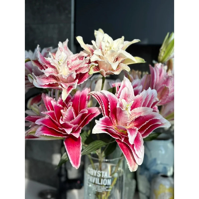 【两个老六卖花花】娜塔莎重瓣百合 任意2单鲜花包邮