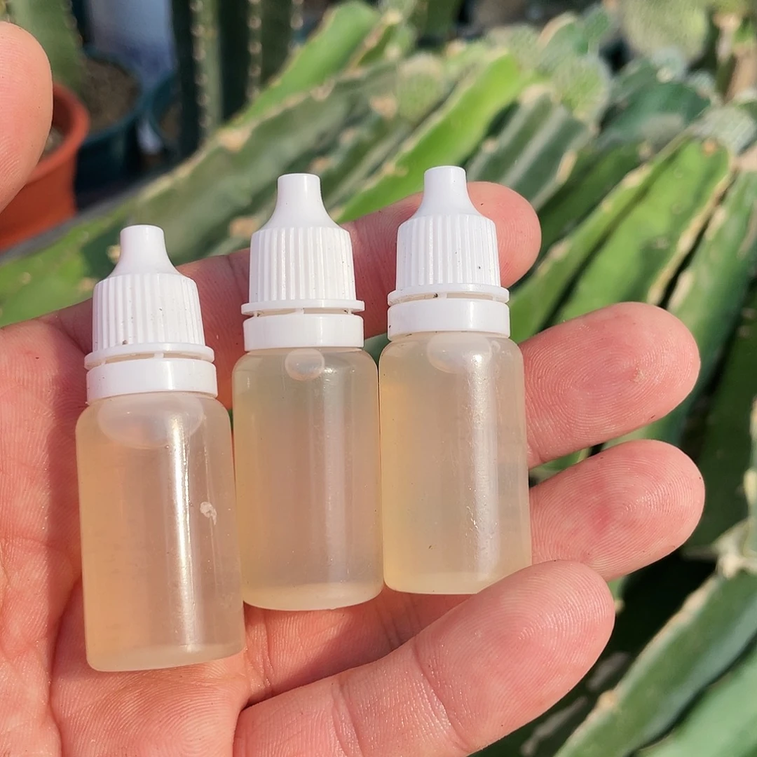 九尾狐金妞爆芽素3瓶装