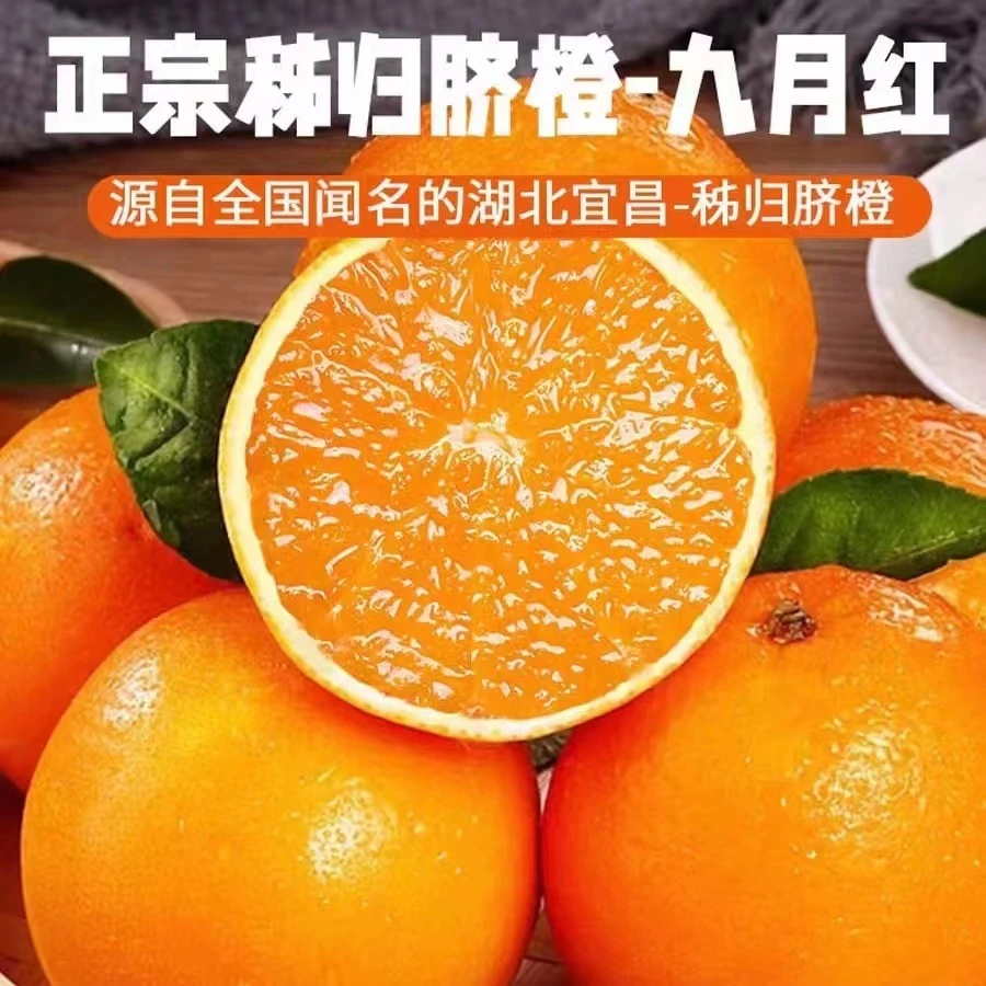 正宗秭归九月红脐橙香甜爆汁产地直发