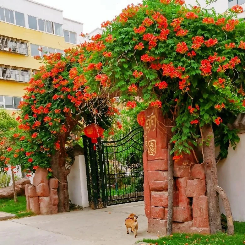 凌霄花苗爬藤植物盆栽老桩庭院别墅攀援花卉室内外灵四家开花好养