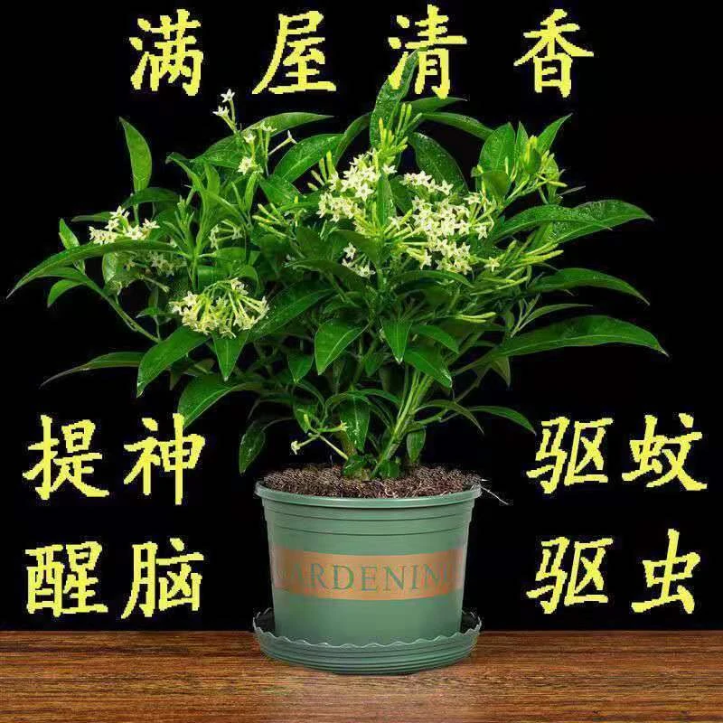 夜来香花树苗九里香花卉盆栽植物室内驱蚊花浓香四季开花好养易活